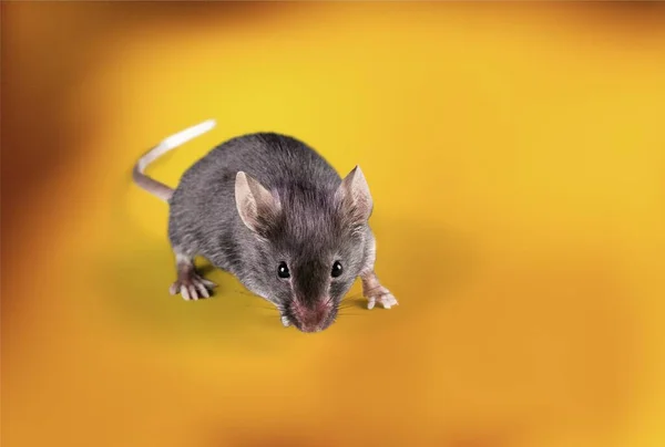 黄色の背景に灰色のマウス — ストック写真