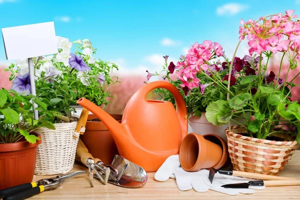 Trädgårdsredskap Och Blommor — Stockfoto