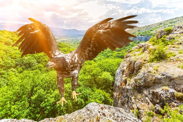 山鷲の空飛ぶ景色 — ストック写真