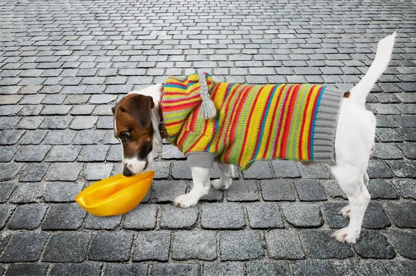 Hund Bakgrunden — Stockfoto