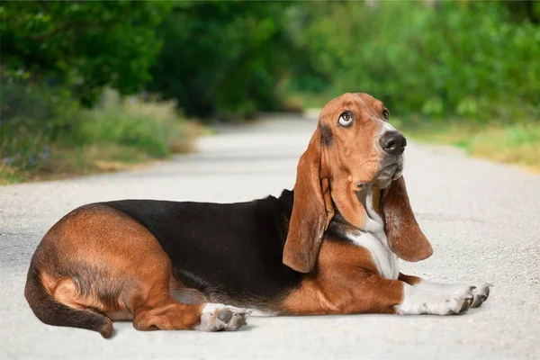 Basset Hound Pes Pozadí — Stock fotografie