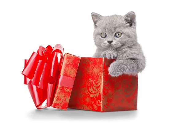 Roztomilé Koťátko Krabičky Izolovaných Bílém Pozadí — Stock fotografie