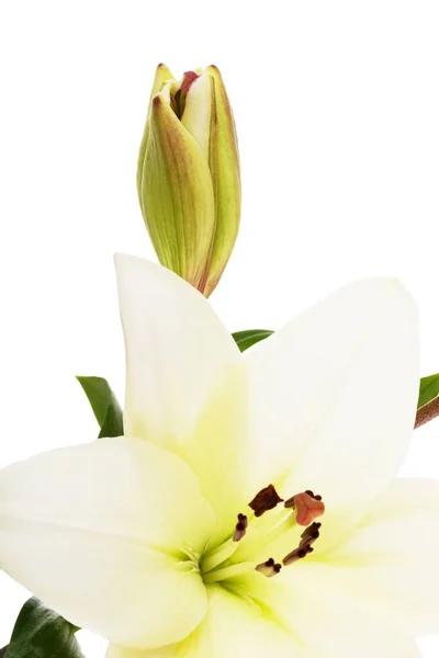 在白色背景上隔绝的美丽兰花 — 图库照片