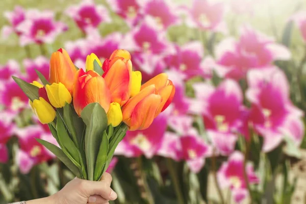 Bouquet Tulipanes Frescos Primavera —  Fotos de Stock