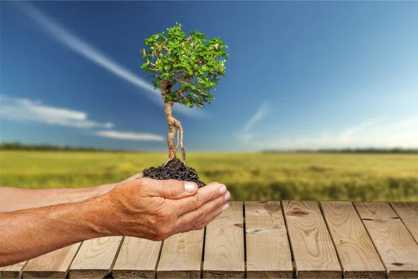 human hands holding a small tree.