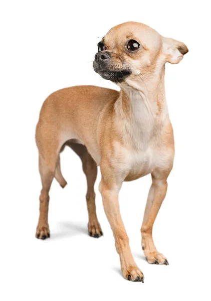 Chihuahua Cachorro Sobre Fondo Blanco — Foto de Stock