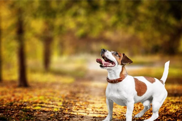 Bonito Cão Outono Parque — Fotografia de Stock