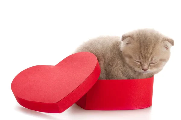 Carino Piccolo Gattino Confezione Regalo — Foto Stock