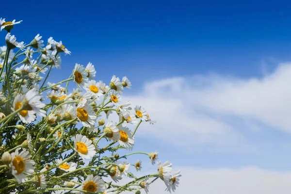 Camomilas Bonitas Contra Fundo Céu Azul — Fotografia de Stock