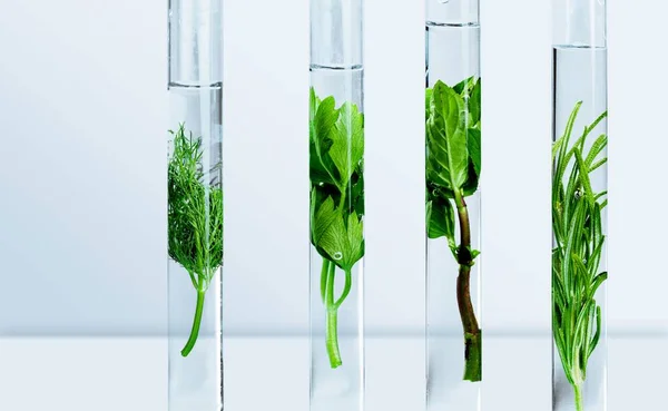 Zöld Növények Kémcsövekben Fehér Alapon — Stock Fotó