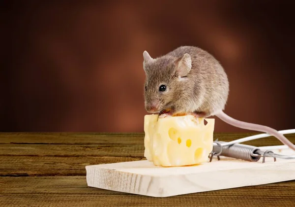 Falle Mit Käse Und Maus Auf Dem Tisch — Stockfoto