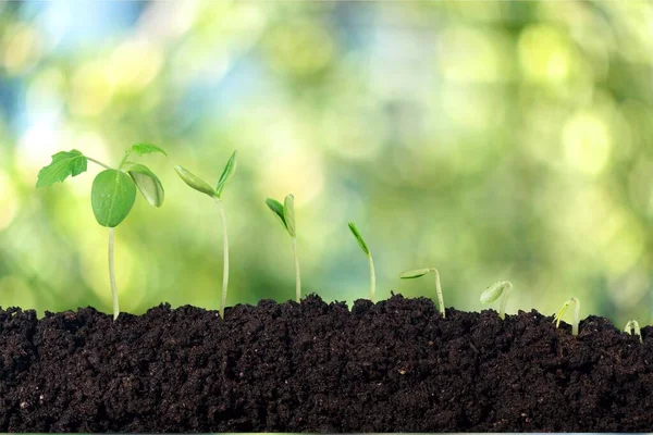 Růst Nových Život Zelených Rostlin Půdě — Stock fotografie