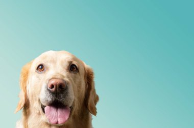 Labrador köpek arka plan üzerinde