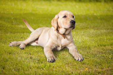 Labrador av köpeği parkta.