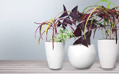 Ahşap masada saksı bitkileri