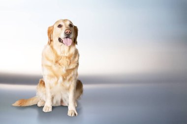 Labrador köpek arka plan üzerinde