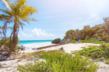 Palmiye ağaçları ve mavi gökyüzü olan güzel tropikal plaj