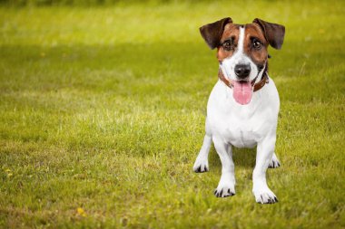 Sonbahar parkında şirin bir köpek.