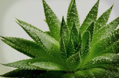 Gri arkaplanda su damlaları olan yeşil bitki