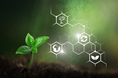 Toprak yığınından büyüyen küçük yeşil bitki