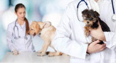 Veterinerlik kliniğinde köpeği olan veteriner doktor.