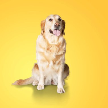 Labrador köpek arka plan üzerinde