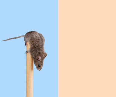 Renk arkaplanındaki komik fare