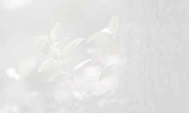 Bitkinin beyaz ve siyah fotoğrafı