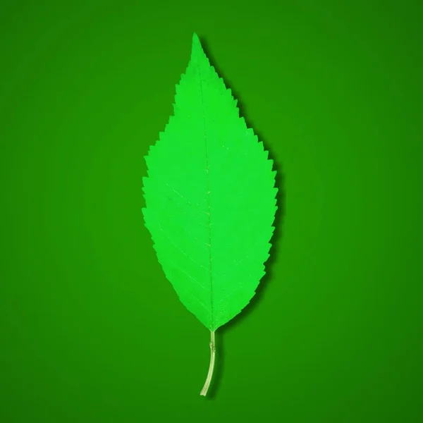 Зелений Лист Зеленому Фоні — стокове фото