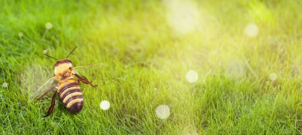 Abeja Soltera Sobre Fondo — Foto de Stock