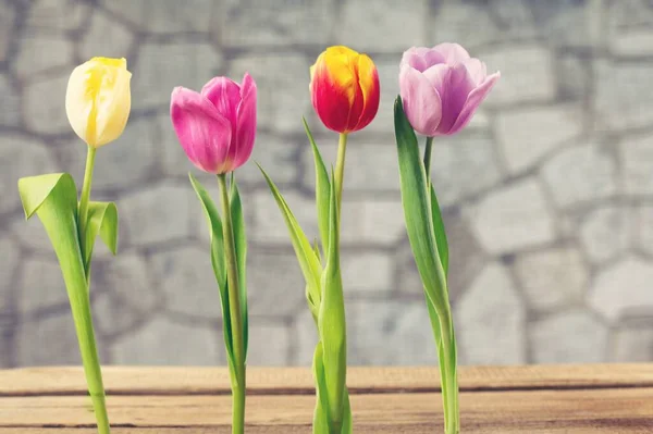 背景に美しいチューリップの花束 — ストック写真