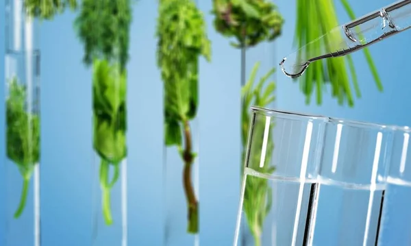 Reageerbuizen Met Groene Planten Water — Stockfoto