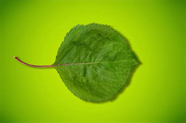Yeşil Zemin Üzerine Yeşil Yaprak — Stok fotoğraf