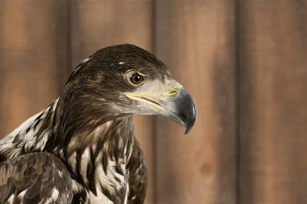 Nahaufnahme Eines Falken Auf Hölzernem Hintergrund — Stockfoto