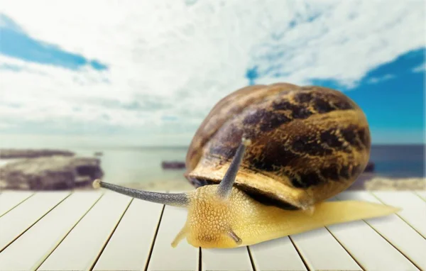 Close Van Een Slak Dier Achtergrond — Stockfoto