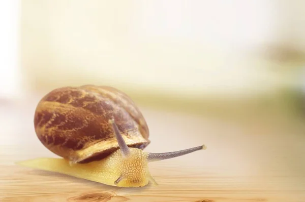 Close Snail Animal Background — Stock Photo, Image