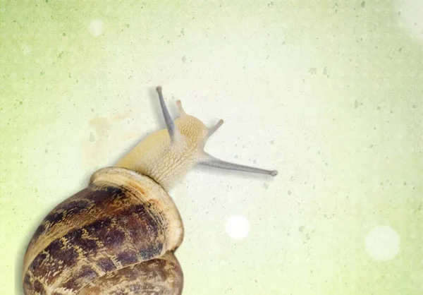 背景上一只蜗牛动物的特写 — 图库照片
