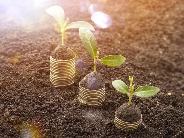 Pièces Monnaie Dans Sol Avec Jeunes Plantes Vue Rapprochée — Photo