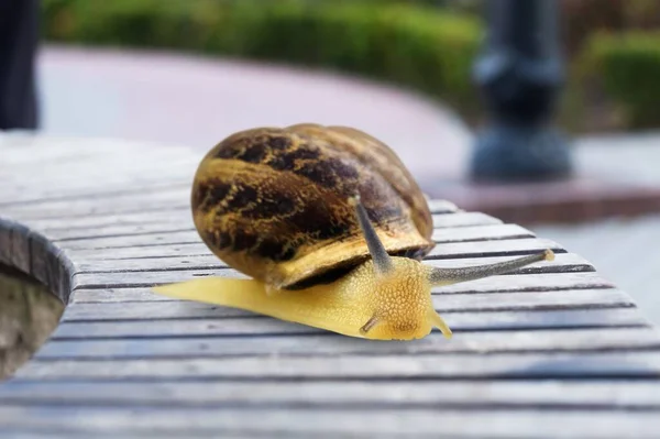 Primer Plano Animal Caracol Fondo —  Fotos de Stock