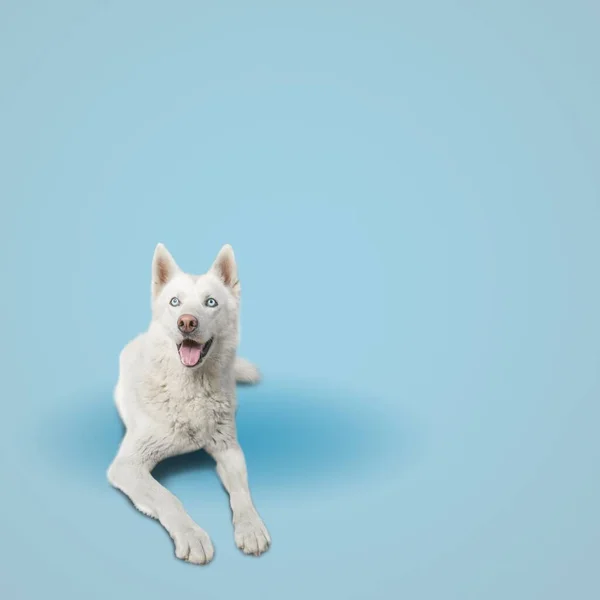 Niedlicher Weißer Hund Auf Blauem Hintergrund — Stockfoto