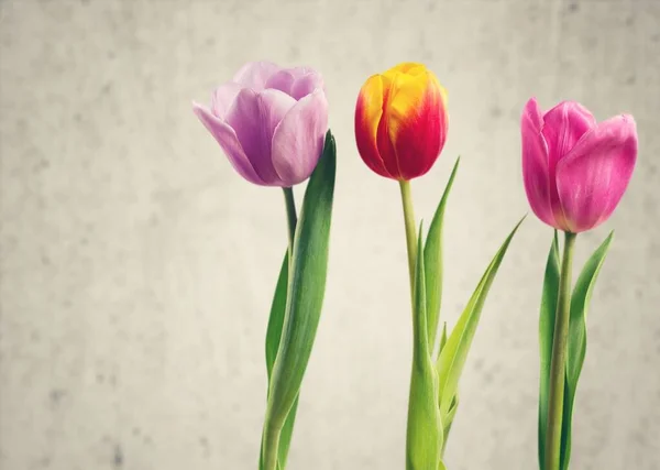 背景に美しいチューリップの花束 — ストック写真