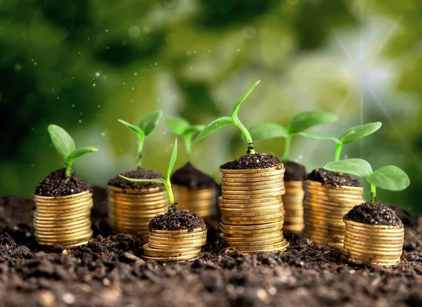 Coins Soil Young Plants Close View — Stock Photo, Image