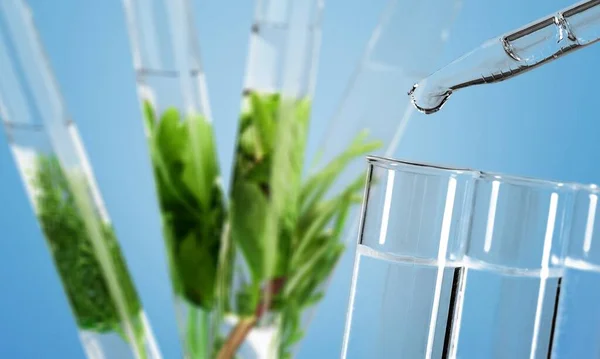 Tubos Ensayo Con Plantas Verdes Agua —  Fotos de Stock