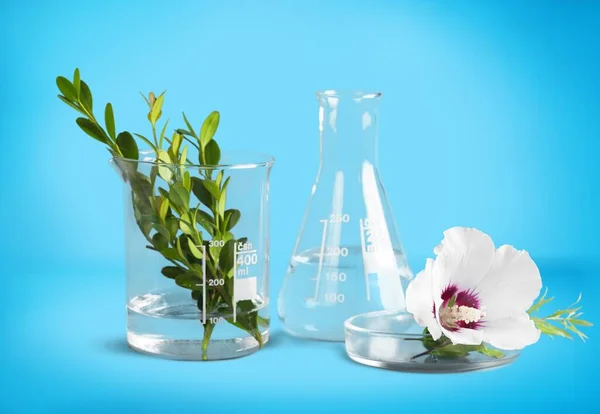 Copos Laboratório Com Plantas Flores Fundo Azul — Fotografia de Stock