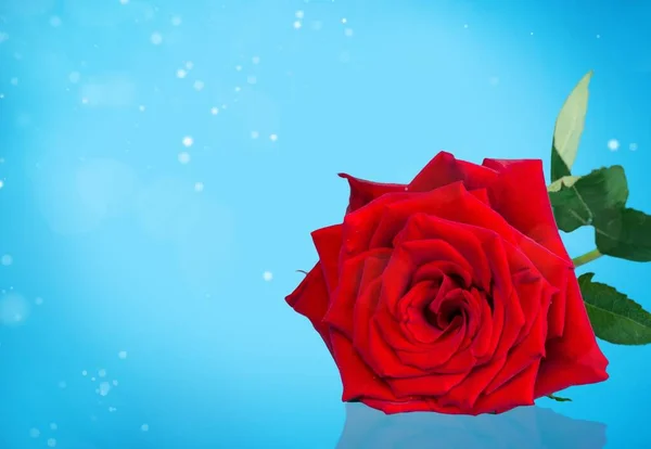 Krásná Červená Růže Květiny Pozadí — Stock fotografie