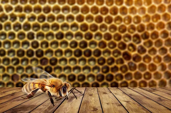 Ενιαία Μέλισσα Στο Παρασκήνιο — Φωτογραφία Αρχείου