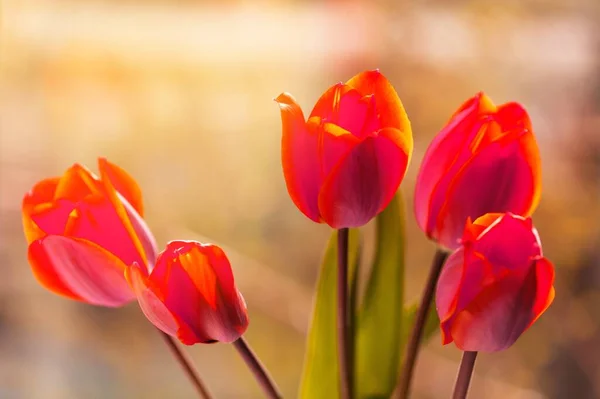 Bouquet Bellissimi Tulipani Sfondo — Foto Stock