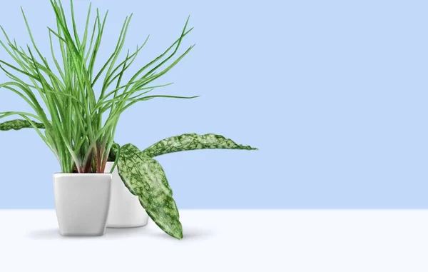 Grüne Pflanzen Topf Isoliert Auf Dem Hintergrund — Stockfoto