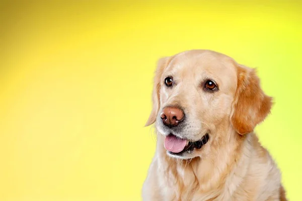 Cute Labrador Dog Background — Stock Photo, Image