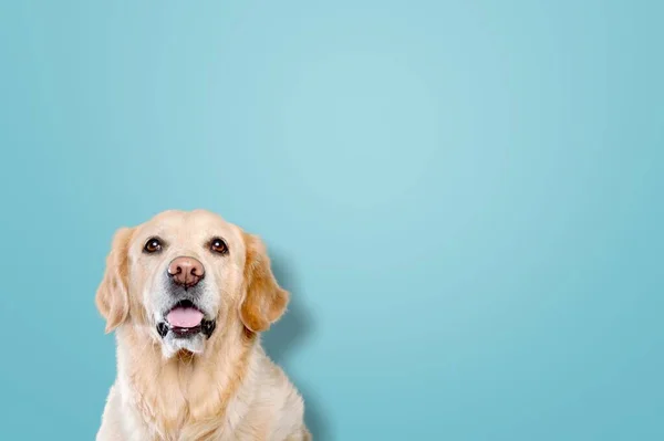 Собака Синьому Фоні — стокове фото